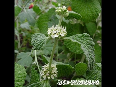 Shandra ordinary: medicinal properties and contraindications, application