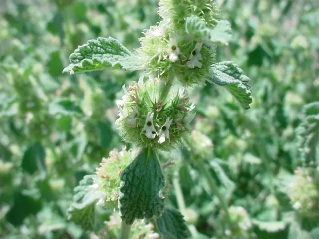 Shandra ordinary: medicinal properties and contraindications, application