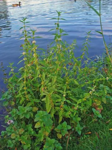 Shandra ordinary: medicinal properties and contraindications, application