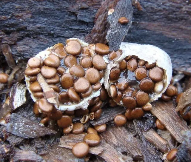 Shapeless nest (Nidularia deformis) photo and description