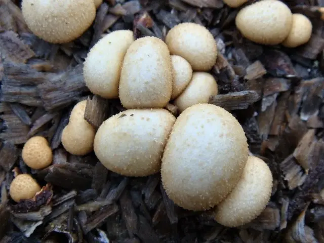 Shapeless nest (Nidularia deformis) photo and description