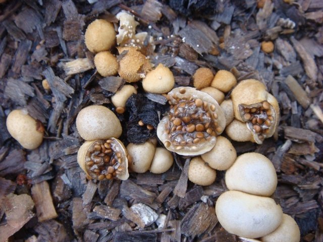 Shapeless nest (Nidularia deformis) photo and description