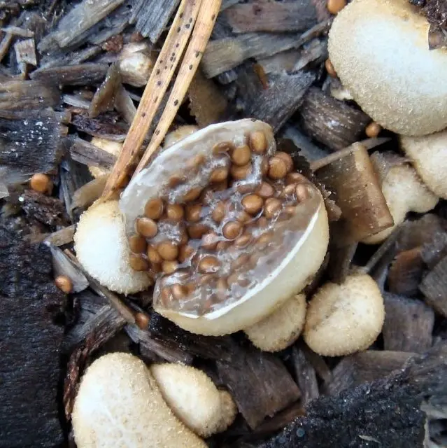 Shapeless nest (Nidularia deformis) photo and description