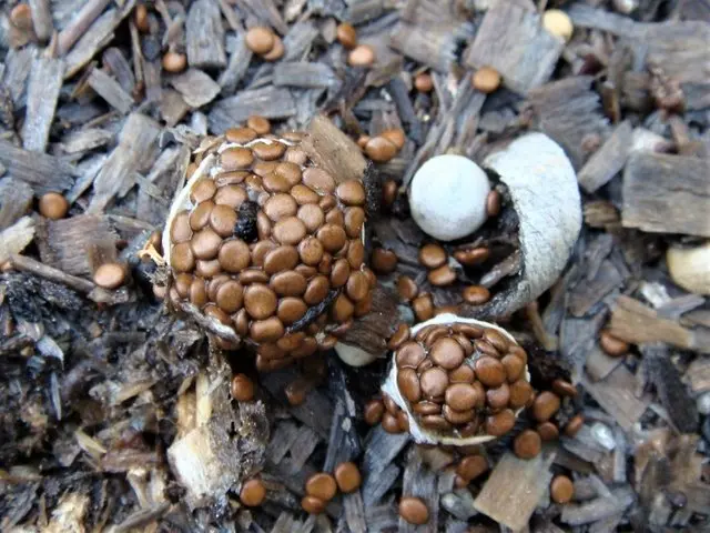 Shapeless nest (Nidularia deformis) photo and description