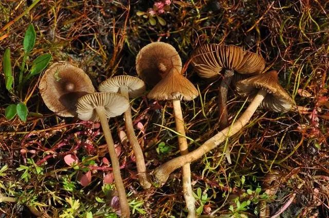 Sharp fiber (Inocybe acuta) photo and description