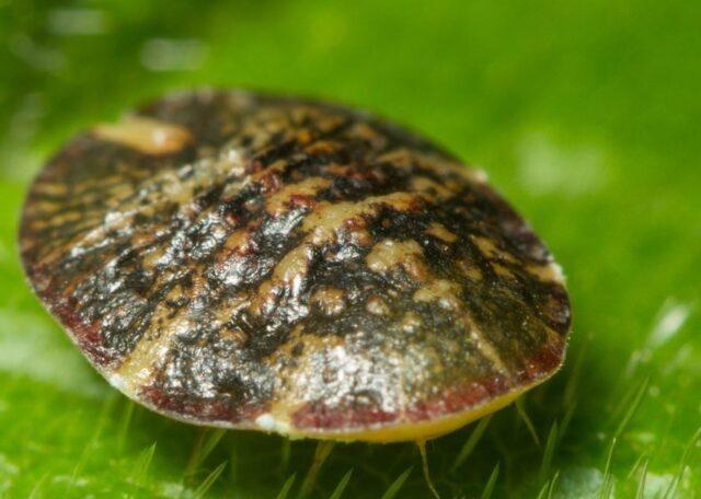 Shchitovka on currant: how to fight, photo