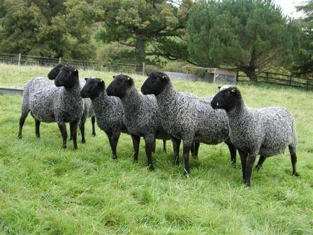 Sheep meat breeds