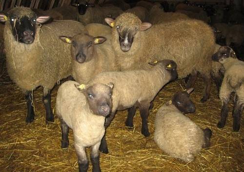 Sheep meat breeds