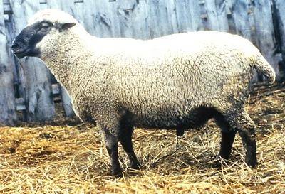 Sheep meat breeds