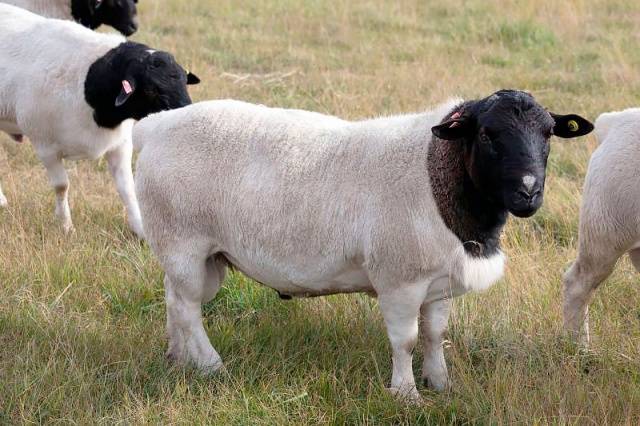 Sheep meat breeds