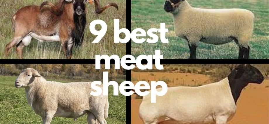 Sheep meat breeds