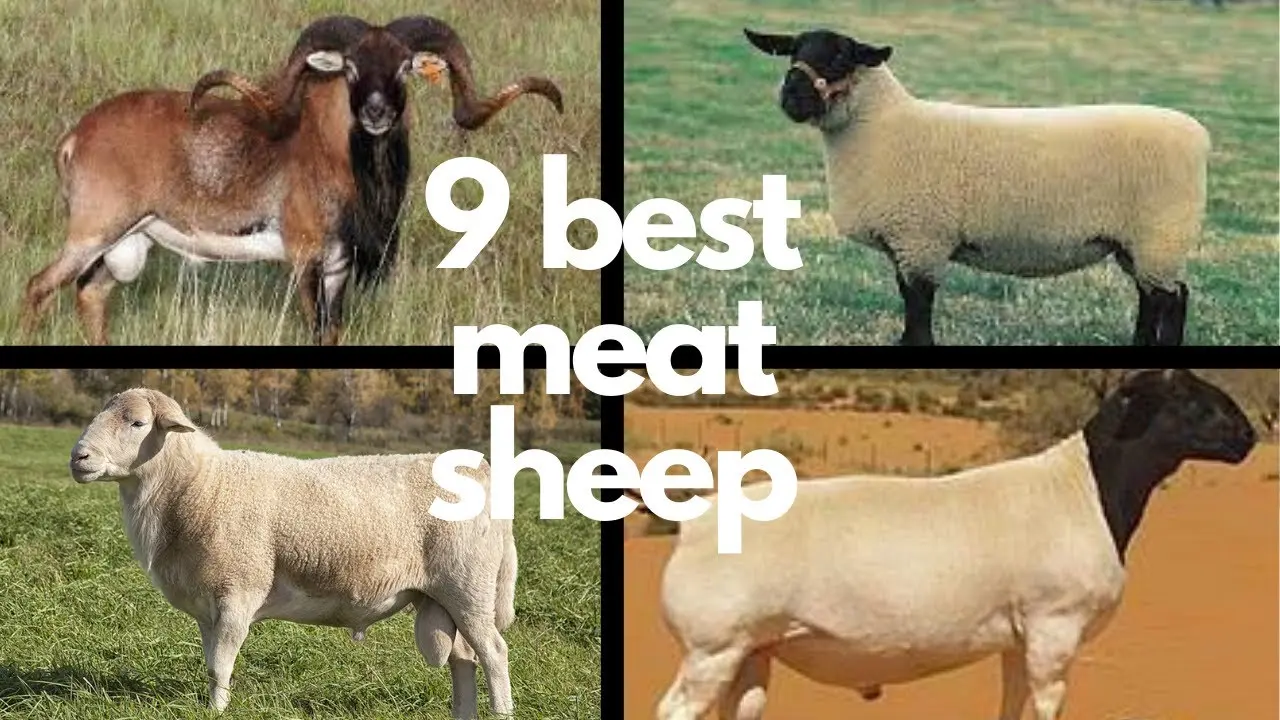 Sheep meat breeds