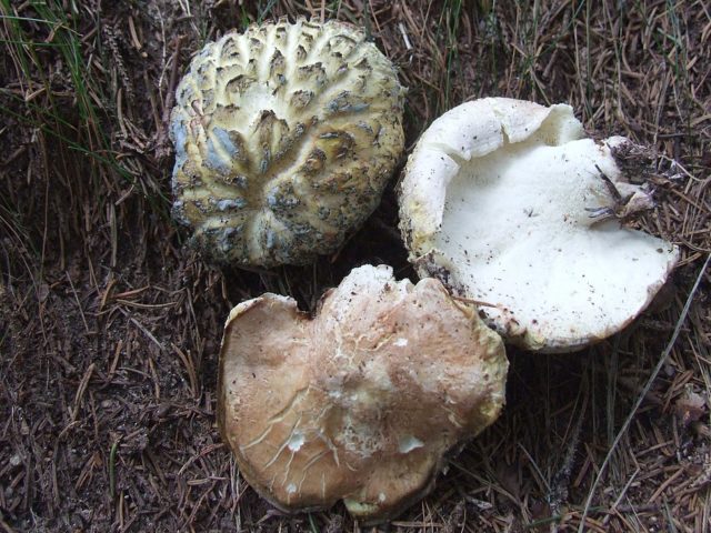 Sheep mushroom (sheep tinder, sheep Albatrellus): photo and description, cooking recipes