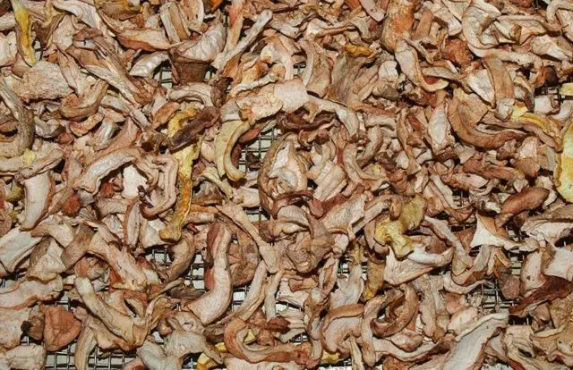 Sheep mushroom (sheep tinder, sheep Albatrellus): photo and description, cooking recipes