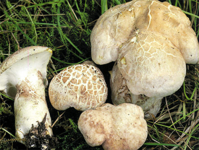 Sheep mushroom (sheep tinder, sheep Albatrellus): photo and description, cooking recipes