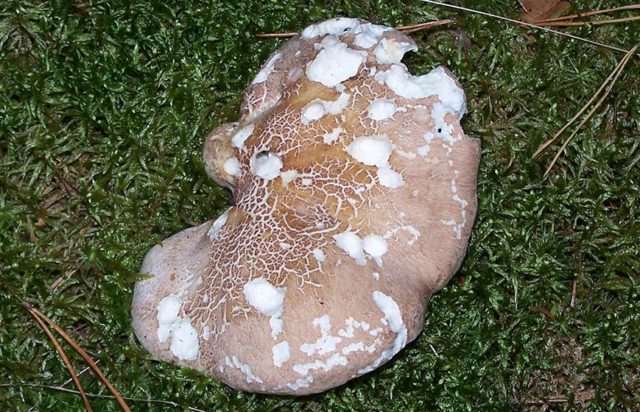 Sheep mushroom (sheep tinder, sheep Albatrellus): photo and description, cooking recipes