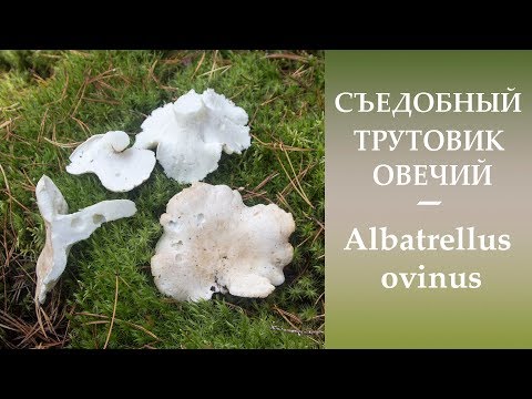 Sheep mushroom (sheep tinder, sheep Albatrellus): photo and description, cooking recipes