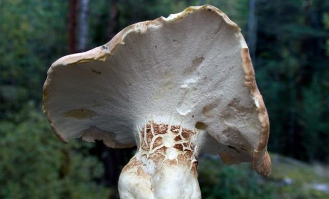 Sheep mushroom (sheep tinder, sheep Albatrellus): photo and description, cooking recipes