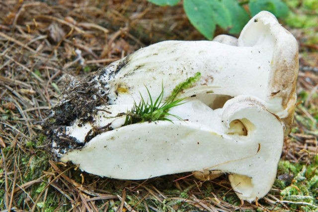 Sheep mushroom (sheep tinder, sheep Albatrellus): photo and description, cooking recipes