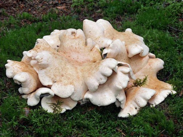 Sheep mushroom (sheep tinder, sheep Albatrellus): photo and description, cooking recipes