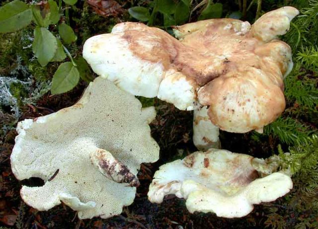 Sheep mushroom (sheep tinder, sheep Albatrellus): photo and description, cooking recipes