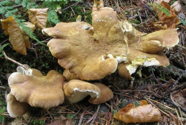 Sheep mushroom (sheep tinder, sheep Albatrellus): photo and description, cooking recipes