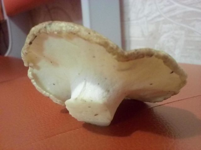 Sheep mushroom (sheep tinder, sheep Albatrellus): photo and description, cooking recipes