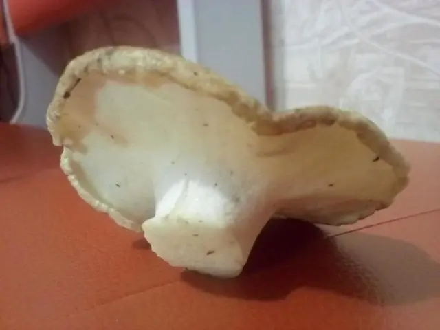 Sheep mushroom (sheep tinder, sheep Albatrellus): photo and description, cooking recipes