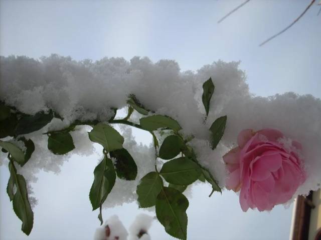 Shelter for the winter climbing roses