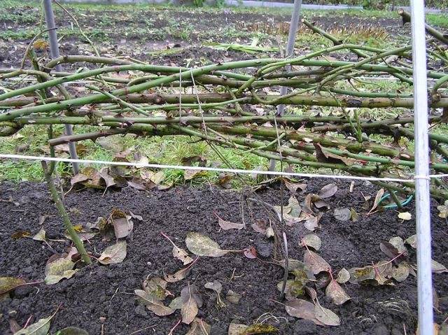 Shelter for the winter climbing roses