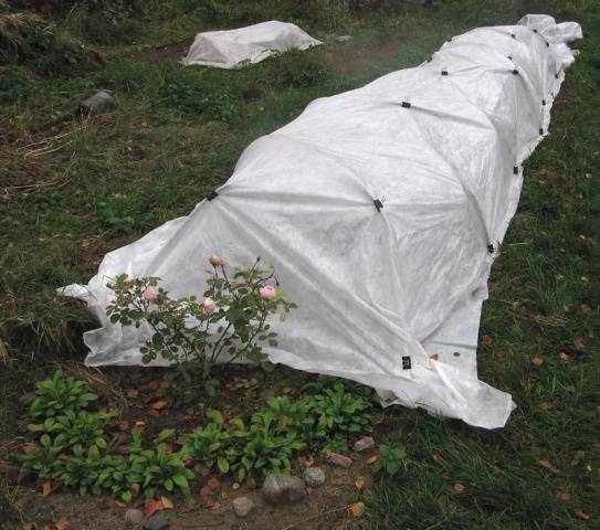 Shelter for the winter climbing roses