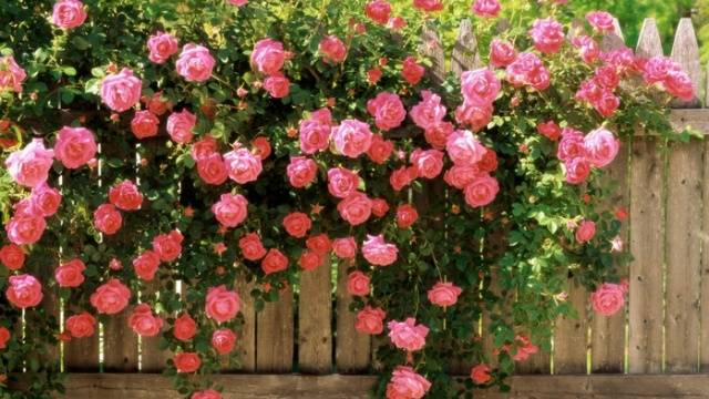 Shelter of climbing roses for the winter