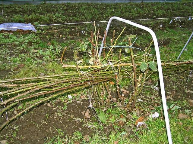 Shelter of climbing roses for the winter