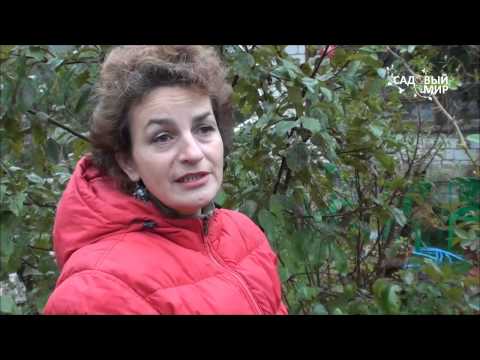 Shelter of climbing roses for the winter