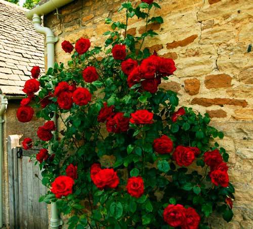 Shelter of climbing roses for the winter