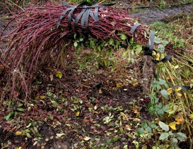 Shelter of climbing roses for the winter