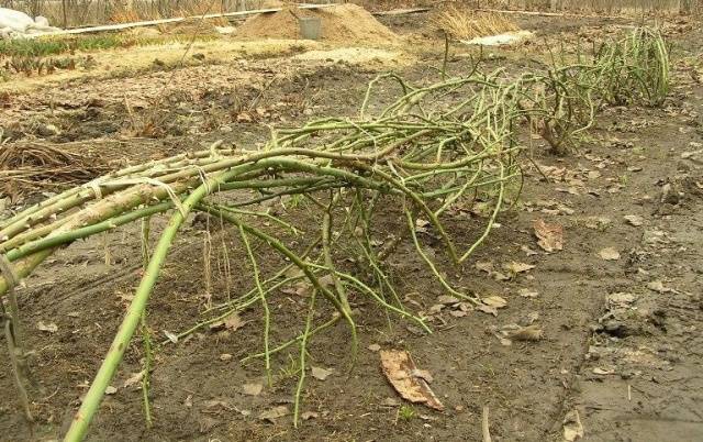 Shelter of climbing roses for the winter