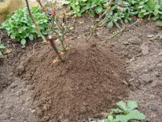 Shelter of climbing roses for the winter