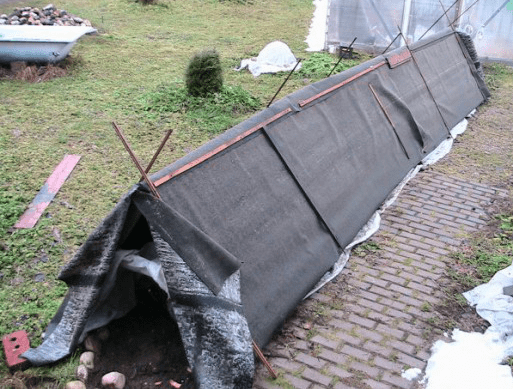 Shelter of climbing roses for the winter