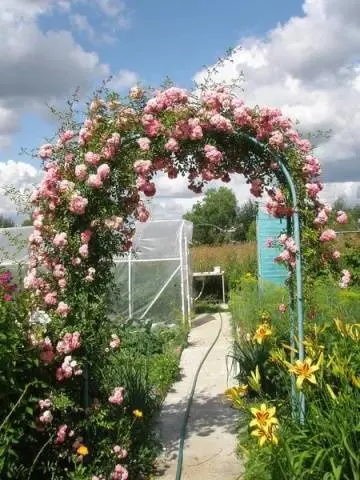 Shelter of climbing roses for the winter in the suburbs