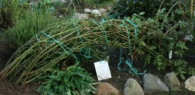 Shelter of climbing roses for the winter in the suburbs