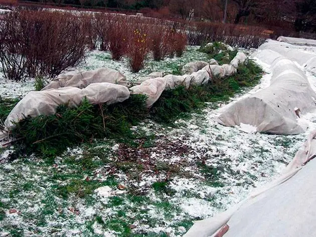 Shelter of climbing roses for the winter in the suburbs