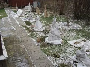 Shelter of climbing roses for the winter in the suburbs