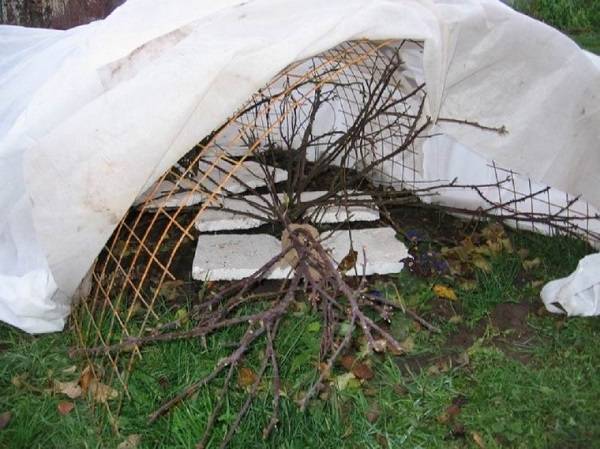 Shelter of climbing roses for the winter in the suburbs