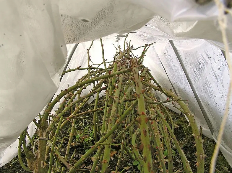 Shelter of climbing roses for the winter in the suburbs