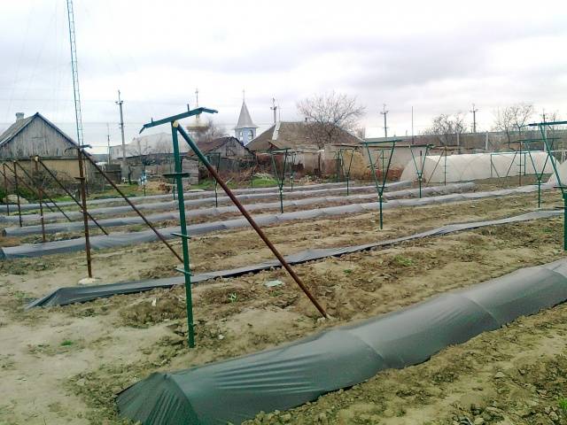 Shelter of grapes for the winter in Siberia