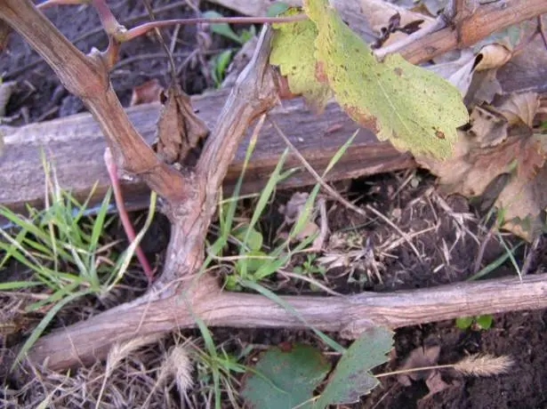 Shelter of grapes for the winter in Siberia