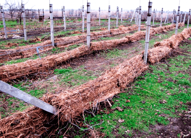 Shelter of grapes for the winter in Siberia