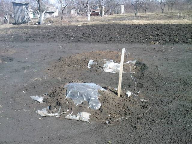 Shelter of grapes for the winter in Siberia