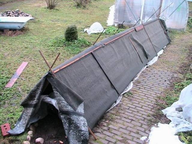 Shelter of grapes for the winter in Siberia